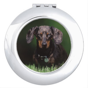 View of Dapple colored Dachshund Compact Mirror