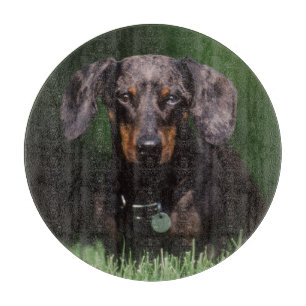 View of Dapple colored Dachshund Cutting Board