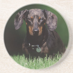 View of Dapple colored Dachshund Drink Coaster