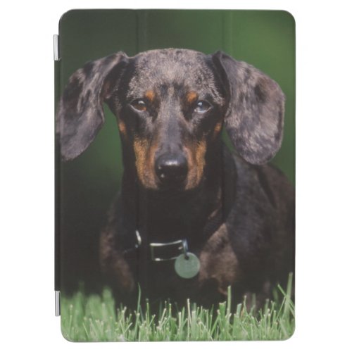 View of Dapple colored Dachshund iPad Air Cover