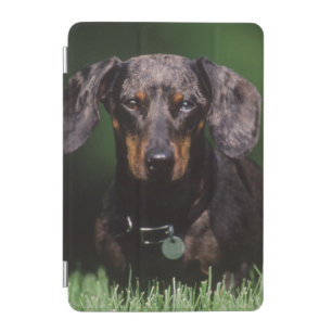 View of Dapple colored Dachshund iPad Mini Cover