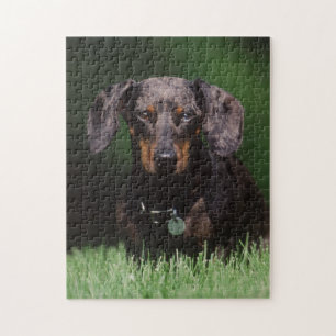 View of Dapple colored Dachshund Jigsaw Puzzle