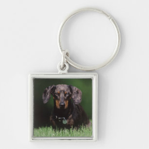 View of Dapple colored Dachshund Keychain