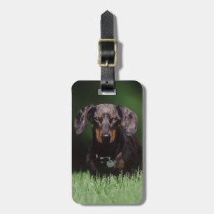 View of Dapple colored Dachshund Luggage Tag