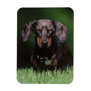 View of Dapple colored Dachshund Magnet