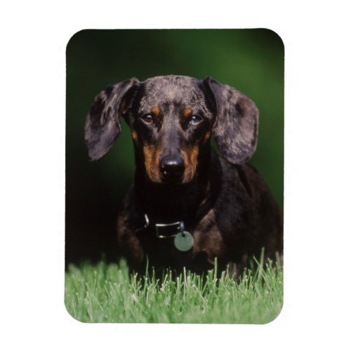 View of Dapple colored Dachshund Magnet