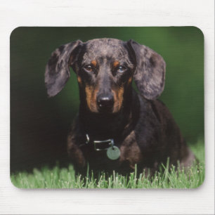 View of Dapple colored Dachshund Mouse Pad