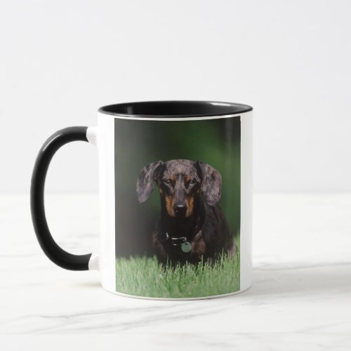 View of Dapple colored Dachshund Mug