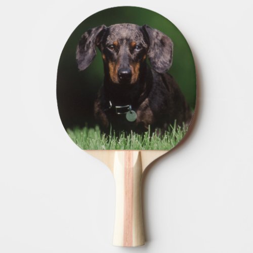 View of Dapple colored Dachshund Ping_Pong Paddle