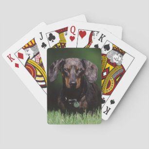 View of Dapple colored Dachshund Poker Cards
