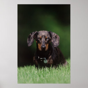 View of Dapple colored Dachshund Poster