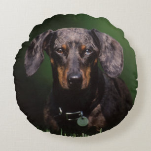 View of Dapple colored Dachshund Round Pillow
