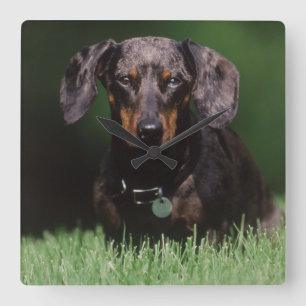 View of Dapple colored Dachshund Square Wall Clock