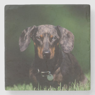 View of Dapple colored Dachshund Stone Coaster