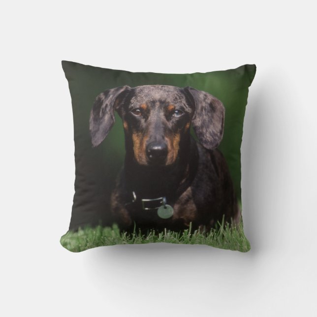 View of Dapple colored Dachshund Throw Pillow (Front)