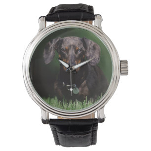 View of Dapple colored Dachshund Watch