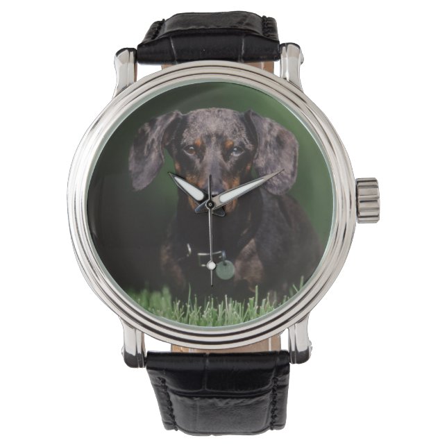 View of Dapple colored Dachshund Watch (Front)
