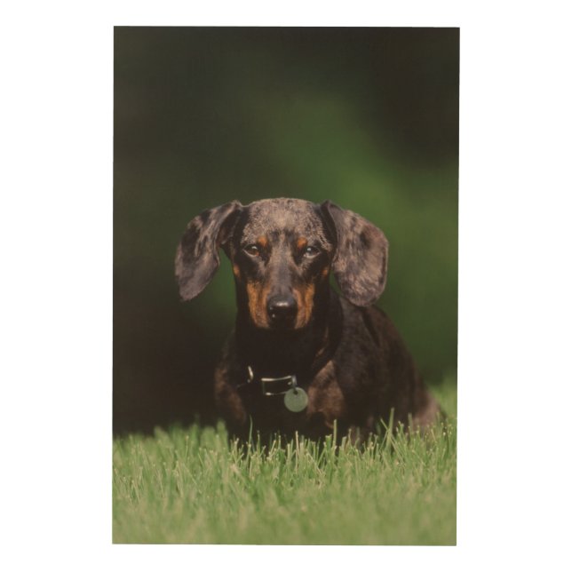View of Dapple colored Dachshund Wood Wall Decor (Front)