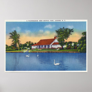 View of Hoopes Park Swans on the Lake Poster