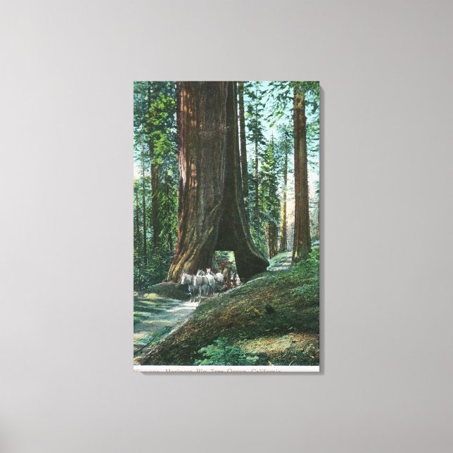 View of Horse Carriage Under Wawona Tree Canvas Print (Front)