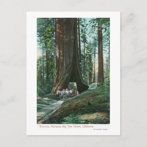 View of Horse Carriage Under Wawona Tree Postcard