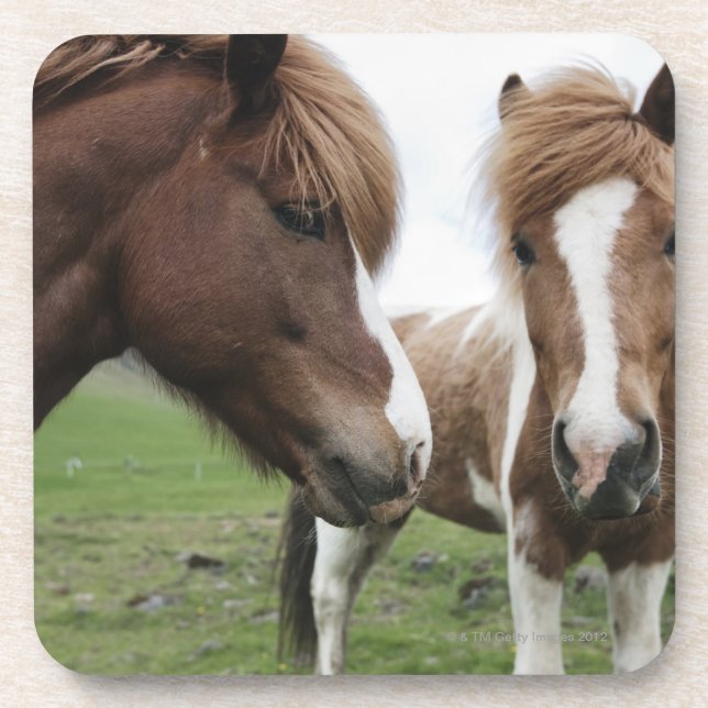 View of Horse, close-up Beverage Coaster (Front)