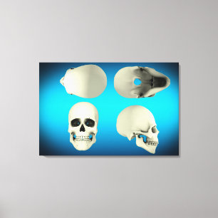 View Of Human Skull From Different Angles Canvas Print