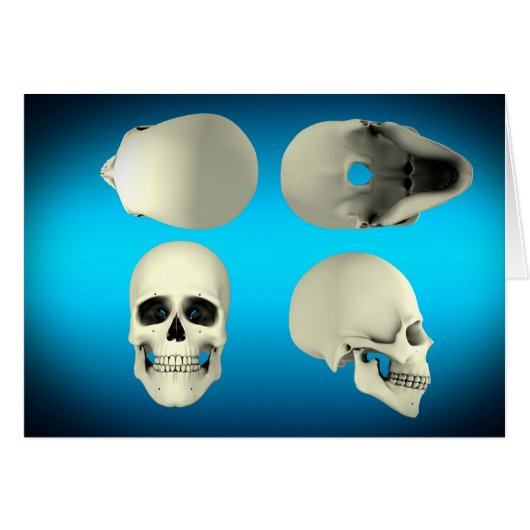 View Of Human Skull From Different Angles Cards (Front Horizontal)