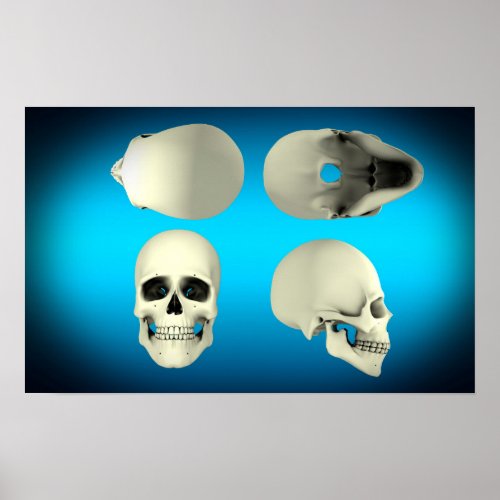 View Of Human Skull From Different Angles Poster