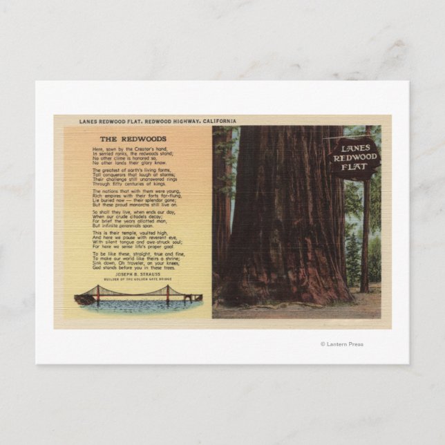 View of Lanes Redwood Flat Postcard (Front)