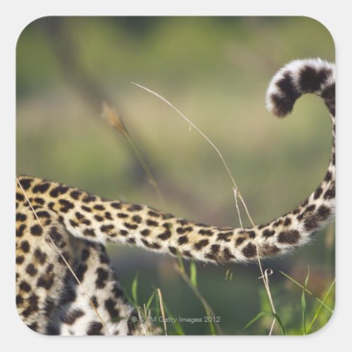 View of Leopards tail Panthera pardus Square Sticker