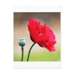 View of Lovely red rose Postcard