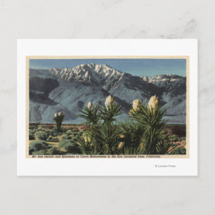 View of Mt. San Jacinto, Yucca Mohavensis Postcard