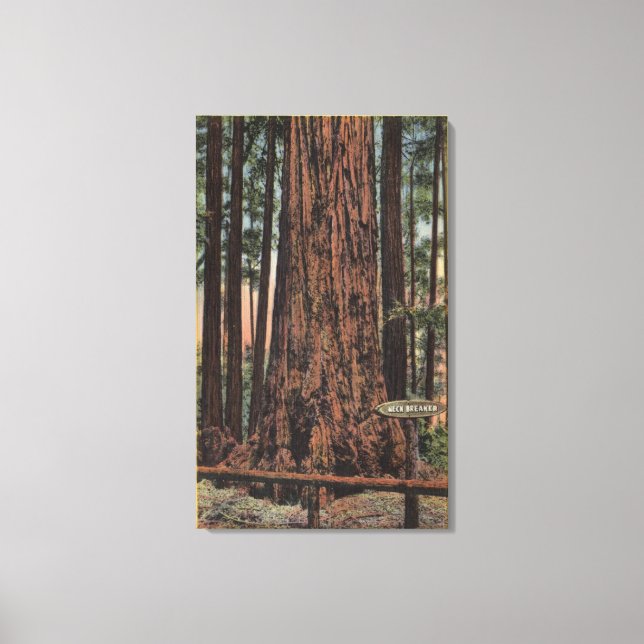 View of "Neck Breaker" at Big Trees Park Canvas Print (Front)