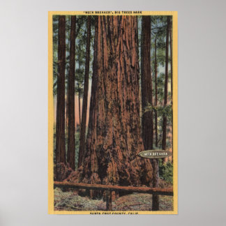 View of "Neck Breaker" at Big Trees Park Poster
