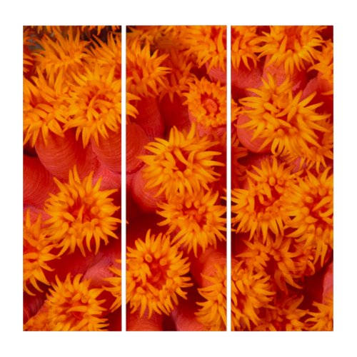 View Of Orange Tube Coral Triptych