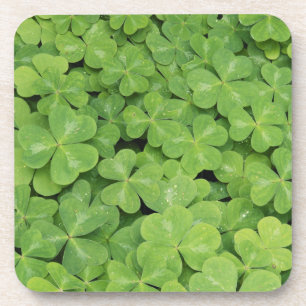 View of Oxalis Oregana wood Sorrel Foliage Beverage Coaster