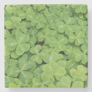 View of Oxalis Oregana wood Sorrel Foliage Stone Coaster