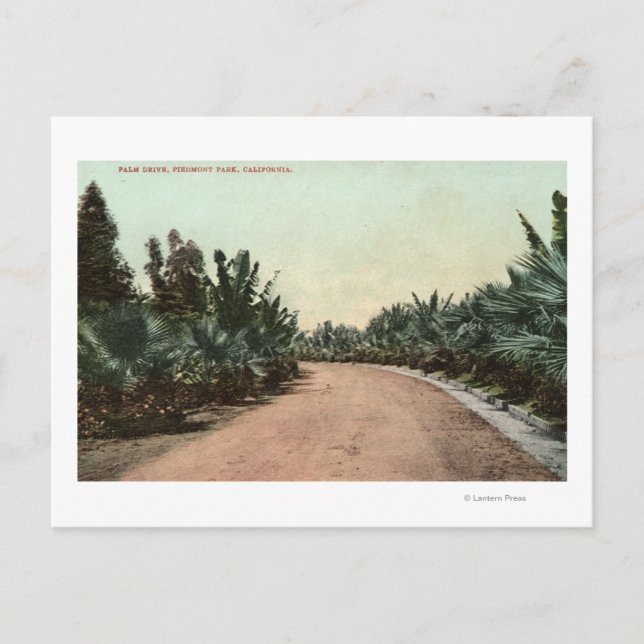 View of Palm Drive Postcard (Front)