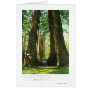 View of Redwood Twins at Big Tree Grove Cards