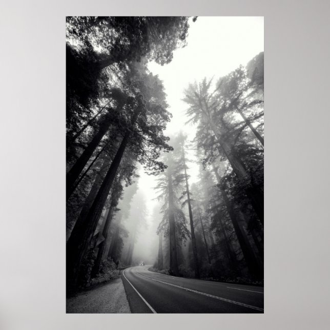 View Of Sequoia Trees In Forest Poster (Front)