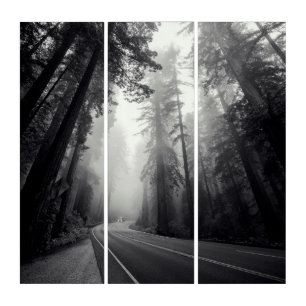 View Of Sequoia Trees In Forest Triptych