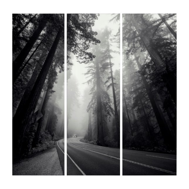 View Of Sequoia Trees In Forest Triptych (Front)