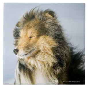 View of shetland sheepdog ceramic tile