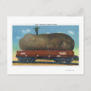 View of the Kind of Potatoes Raised in Maine Postcard