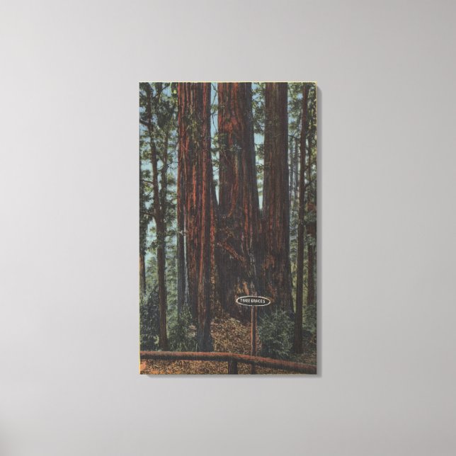 View of "Three Graces" at Big Trees Park Canvas Print (Front)