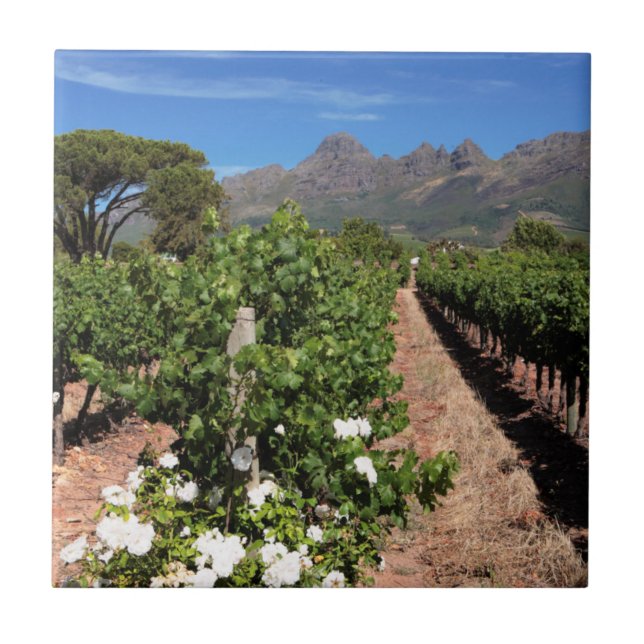 View Of Vineyards. Stellenbosch Ceramic Tile (Front)