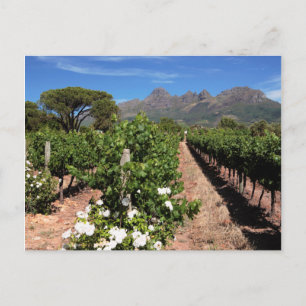 View Of Vineyards. Stellenbosch Postcard