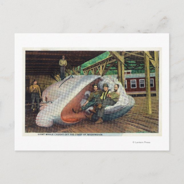 View of Whale Hunters Reclining on Whale Postcard (Front)