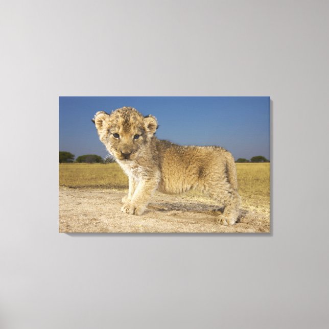View of young lion cub (Panthera leo), looking Canvas Print (Front)